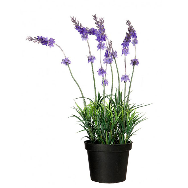 Lavande, Entreprises Marsolais, 4'', mauve