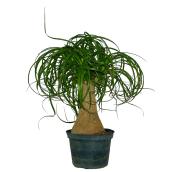 Beaucarnea pied d'éléphant, plant de 6