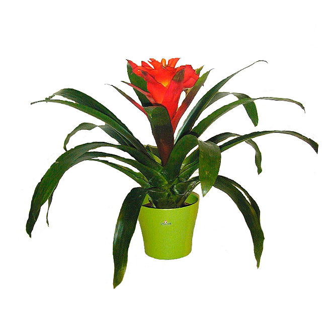 Bromeliad Guzmania - 6" Plant - Assorted Colors