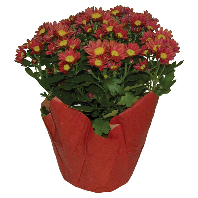 Assorted Fleurette in a 5-in Pot