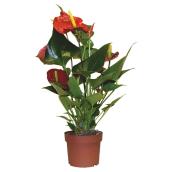Anthurium Flower Plant - 5" - Assorted Colours