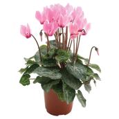 Entreprises Marsolais Assorted Cyclamen - 4.5-in Grower Pot