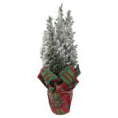 Entreprises Marsolais Assorted European Cypress - Covered with Snow - 6-in