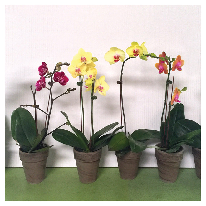 Enteprises Marsolais Phalaenopsis - 4-in Clay Pot - Assorted Colours