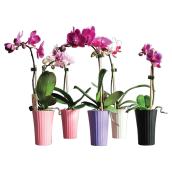 Mini Phalaenopsis in 2" Decorative Pot - Assorted Colours