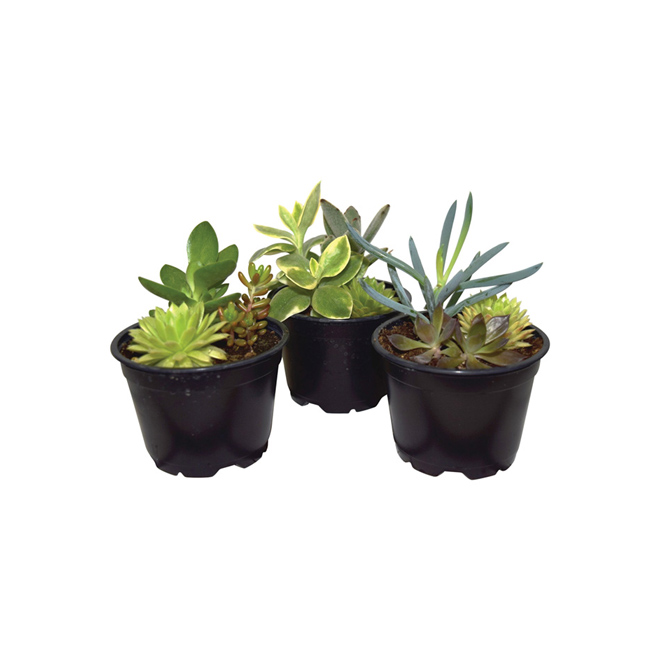 Ent Marsolais Succulent Trio 4 Pot Assorted Colours Suc4trio Rona 2394