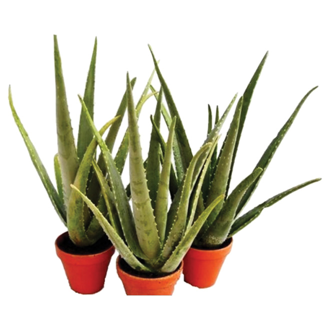 Aloe vera : plante, entretien, culture en pot