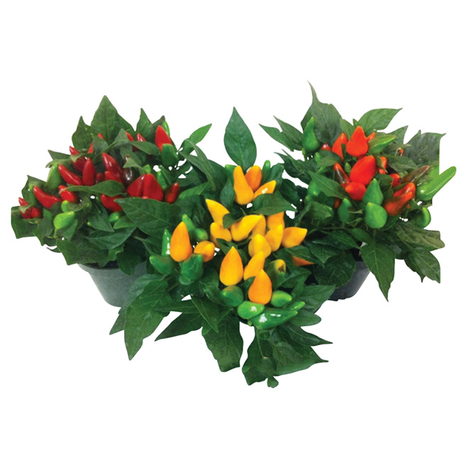 Capsicum - 4'' Pot