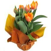 Entreprises Marsolais Tulips in Decorative 6-in Pot - Assorted Colours