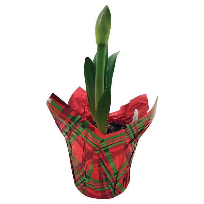 Entreprises Marsolais Assorted Amaryllis - 6-in Grower Pot