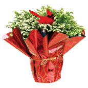 Entreprises Marsolais Frosty Fern - 4-in Grower Pot