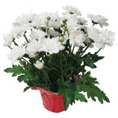 White Chrysanthemum in 4-in Pots