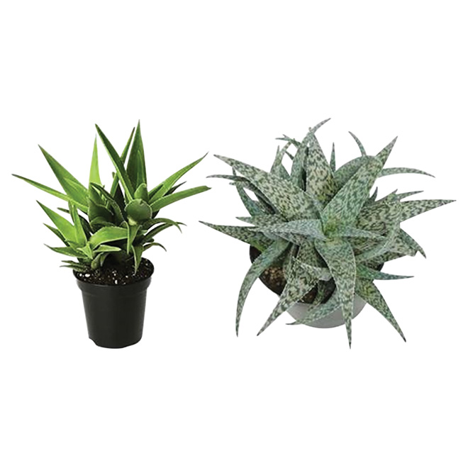 Entreprises Marsolais Assorted Aloes in 2.5-in Pots