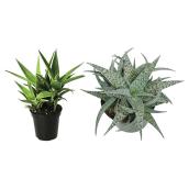 Entreprises Marsolais Assorted Aloes in 2.5-in Pots