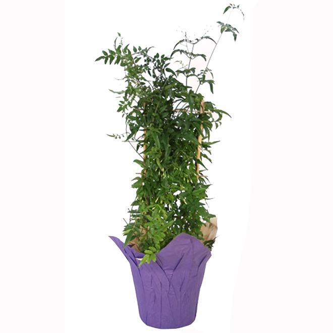 White Jasmine - 6" Pot