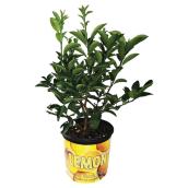 Assorted Citrus Plant in a Wrapped 7-in Pot