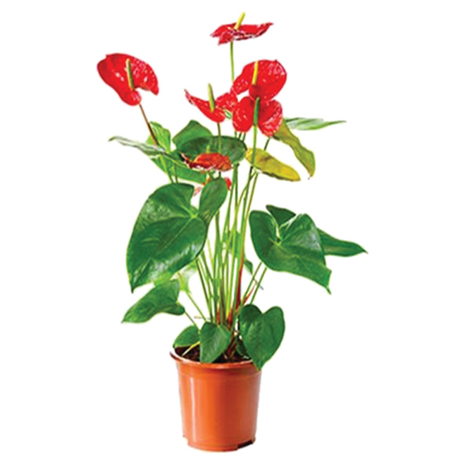Anthurium -  Assorted