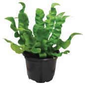 Assorted Fern - 6" Pot