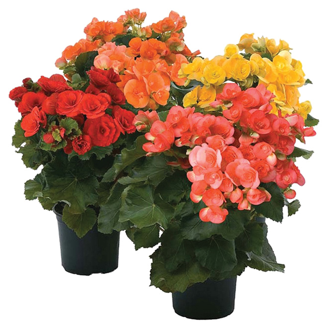 Assorted Begonia - 6" Pot