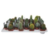 Assorted Cactus - 2 1/2" Pot