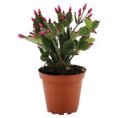 Spring Cactus - 4" - Assorted