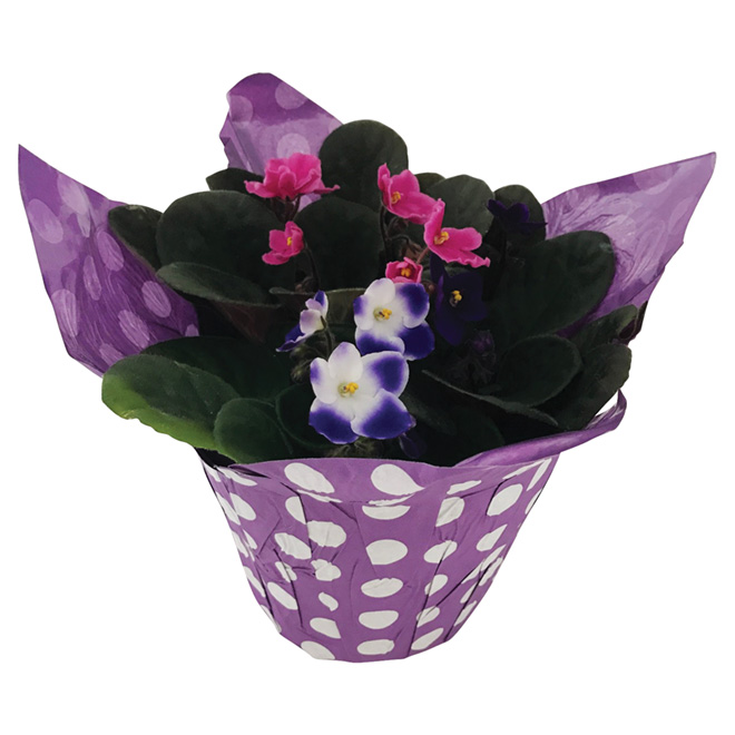 African Violet - 6"