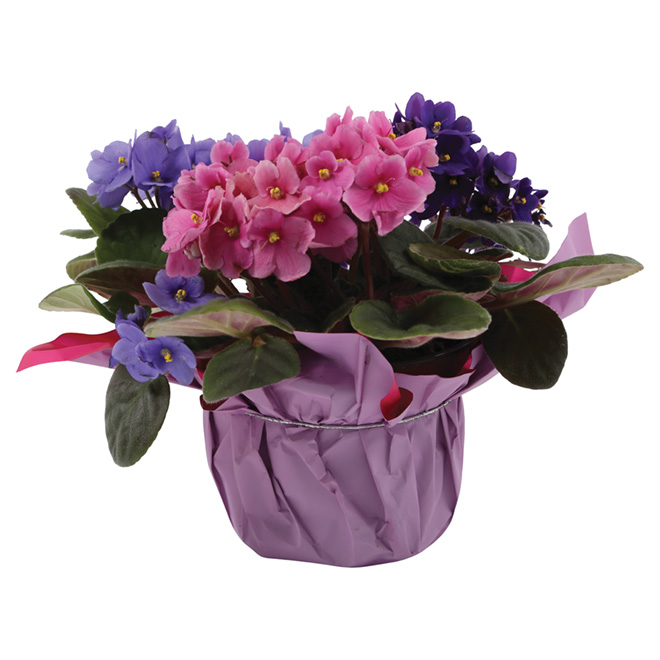 African Violet - 6"