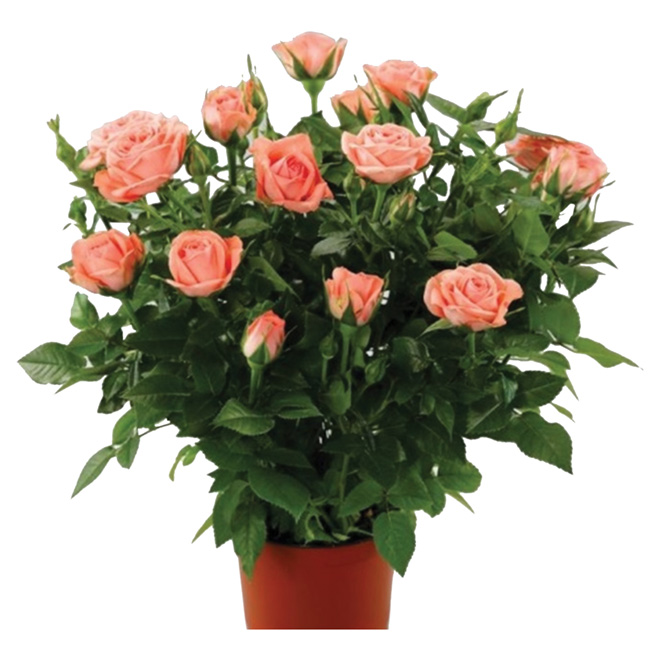 Miniature Rose Plant in 4 in Pot Assorted Colors