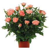 Miniature Rose Plant in 4-in Pot - Assorted Colors