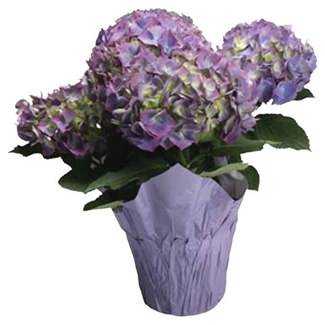 Assorted Multiflower Hydrangea in a 4.5-in Pot