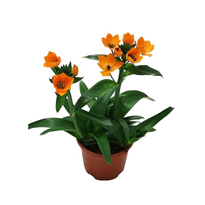 Ornithogalum - 4" - Assorted