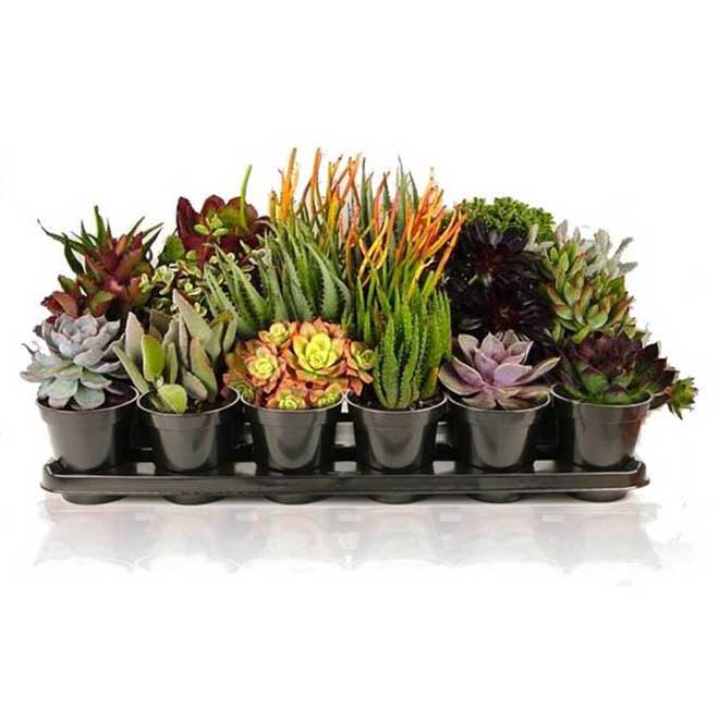 Ent Marsolais Succulent Plants 35 Pot Assorted Suc35s Rona 6253