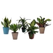 Plantes tropicales assorties deluxe Entreprises Marsolais en pot de 6 po