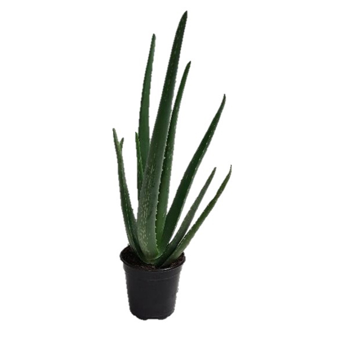 Aloe Vera Plant 4 Pot Alo4 Rona