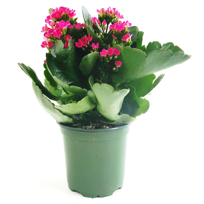 Kalanchoe in a 4-in Pot - Assorted Colours