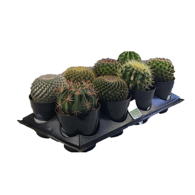 Cactus - 5" Pot - Assorted