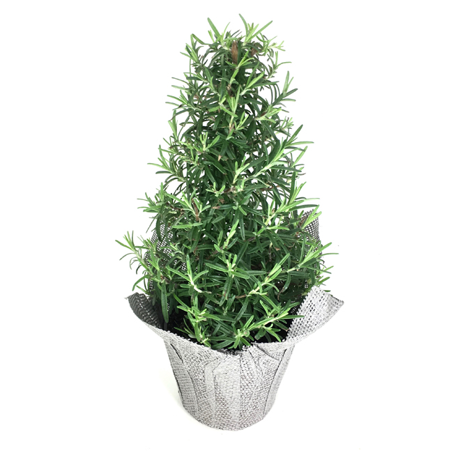 Entreprises Marsolais Decorative Rosemary - 6-in