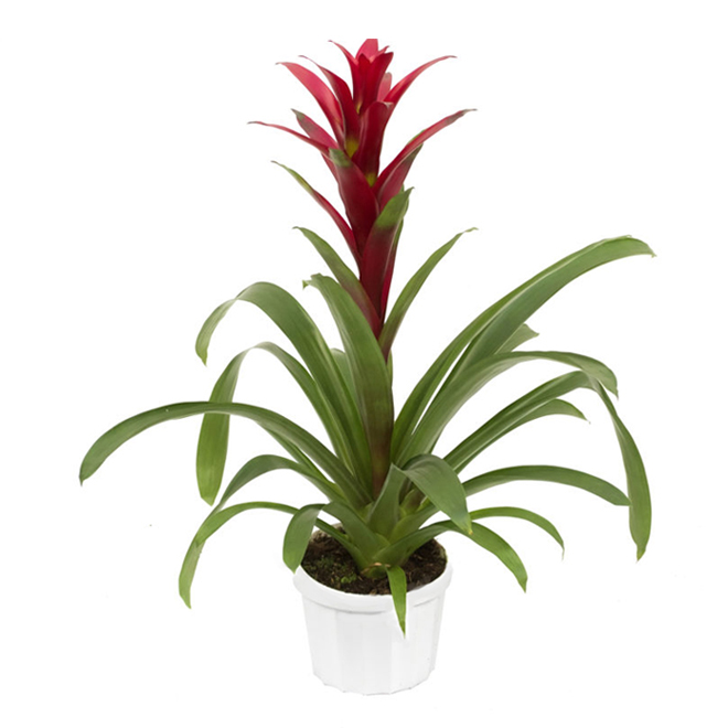 Assorted Guzmania - 4-in Grower Pot - Assorted Colours