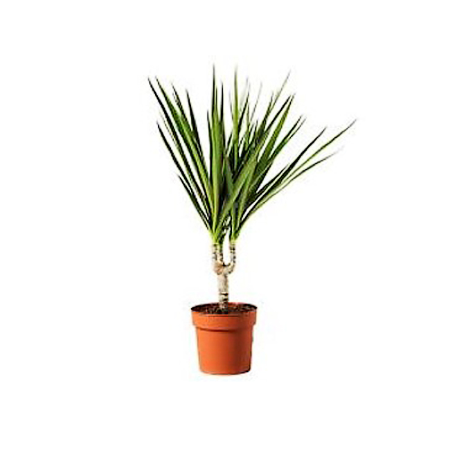 Dracaena Kiwi - 6-in Grower Pot