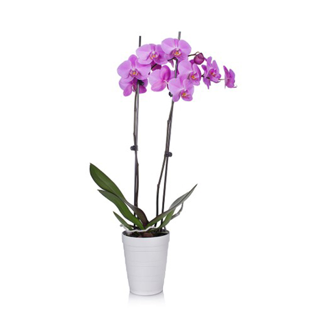 Entreprises Marsolais Phalaenopsis in Decorative 5-in Pot - Assorted Colour