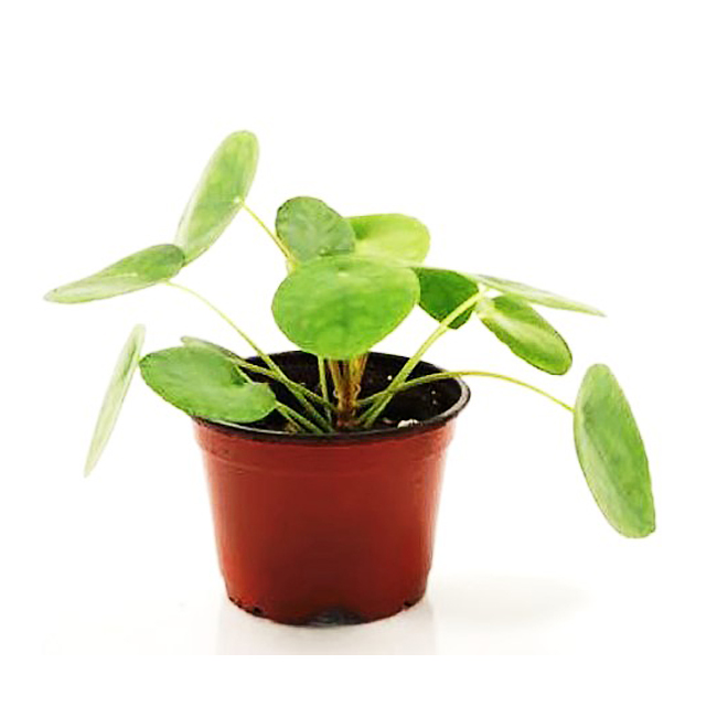 Pilea Peperomides, 4 In