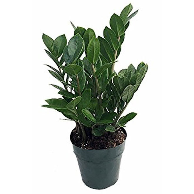 Zamioculcas - Tropical Plant - 4 In