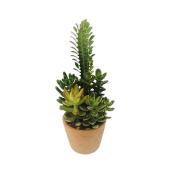 Jardin succulent, pot décoratif Terra Cotta 5 po, assorti
