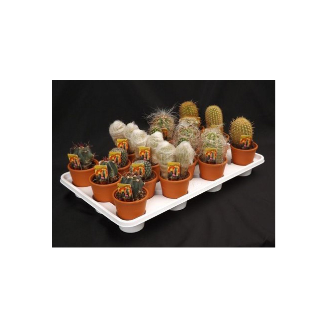 Cactus - Clay Pot - 3 In - Assorted