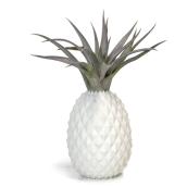 Tillandsia en pot en forme d'ananas, suspendu, 4 x 4 x 8 po, blanc/gris