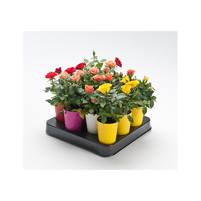 Assorted Mini Roses - 2.5-in Self-Watering Pot ROSM2.5D | RONA