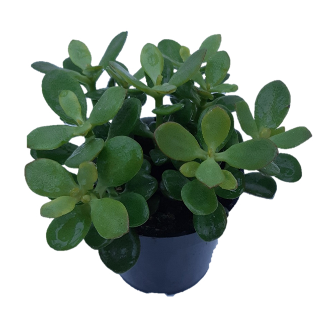 Crassula Plant - 4-in Pot CRA4 | RONA