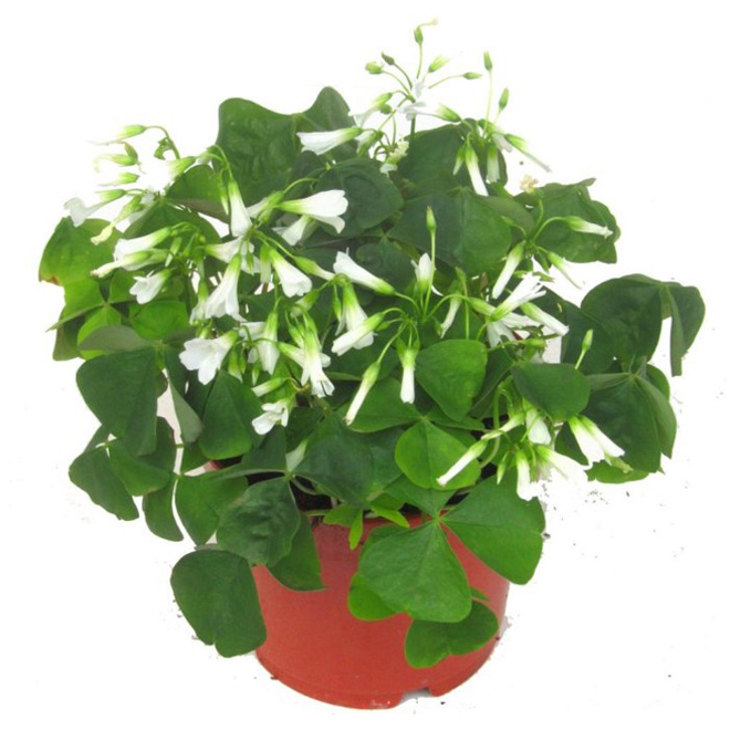Oxalis Interior Plant in a 4-in Pot