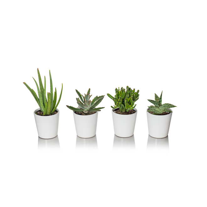 Succulente Assortie Pot En Bois De 5 Po Suc5b Rona 2842