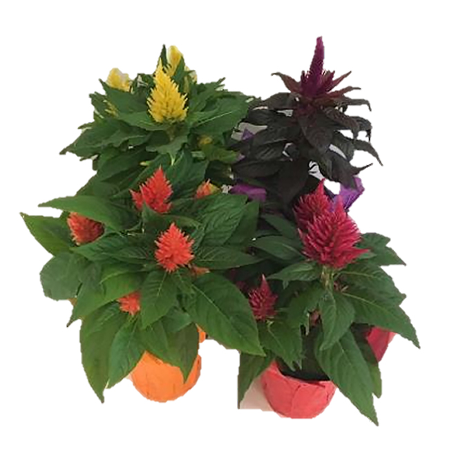 Assorted Celosie - 4'' Pot